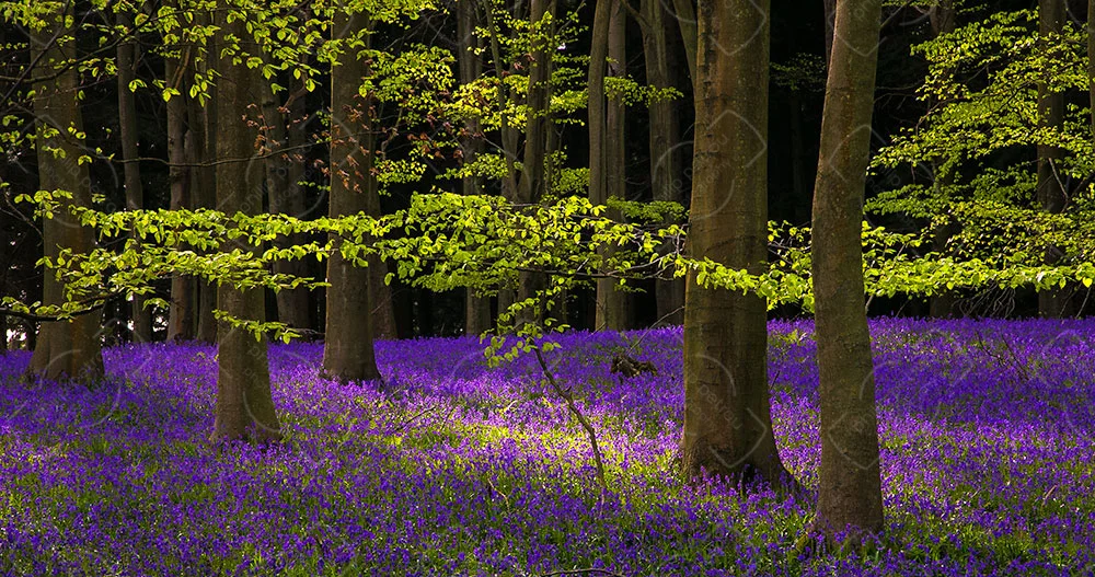 Bluebells