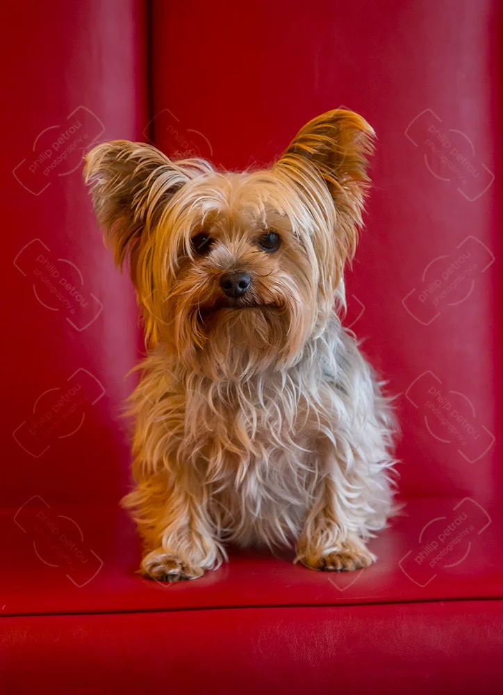 Romeo On Red