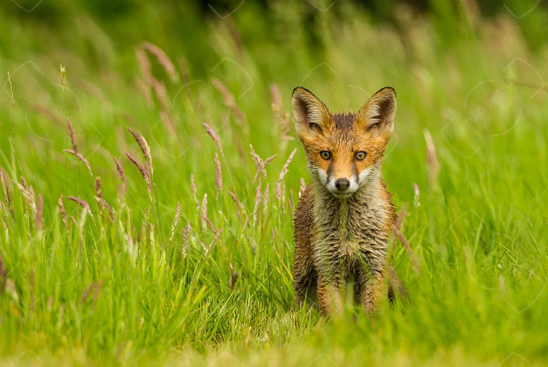 Big-Ears.jpg