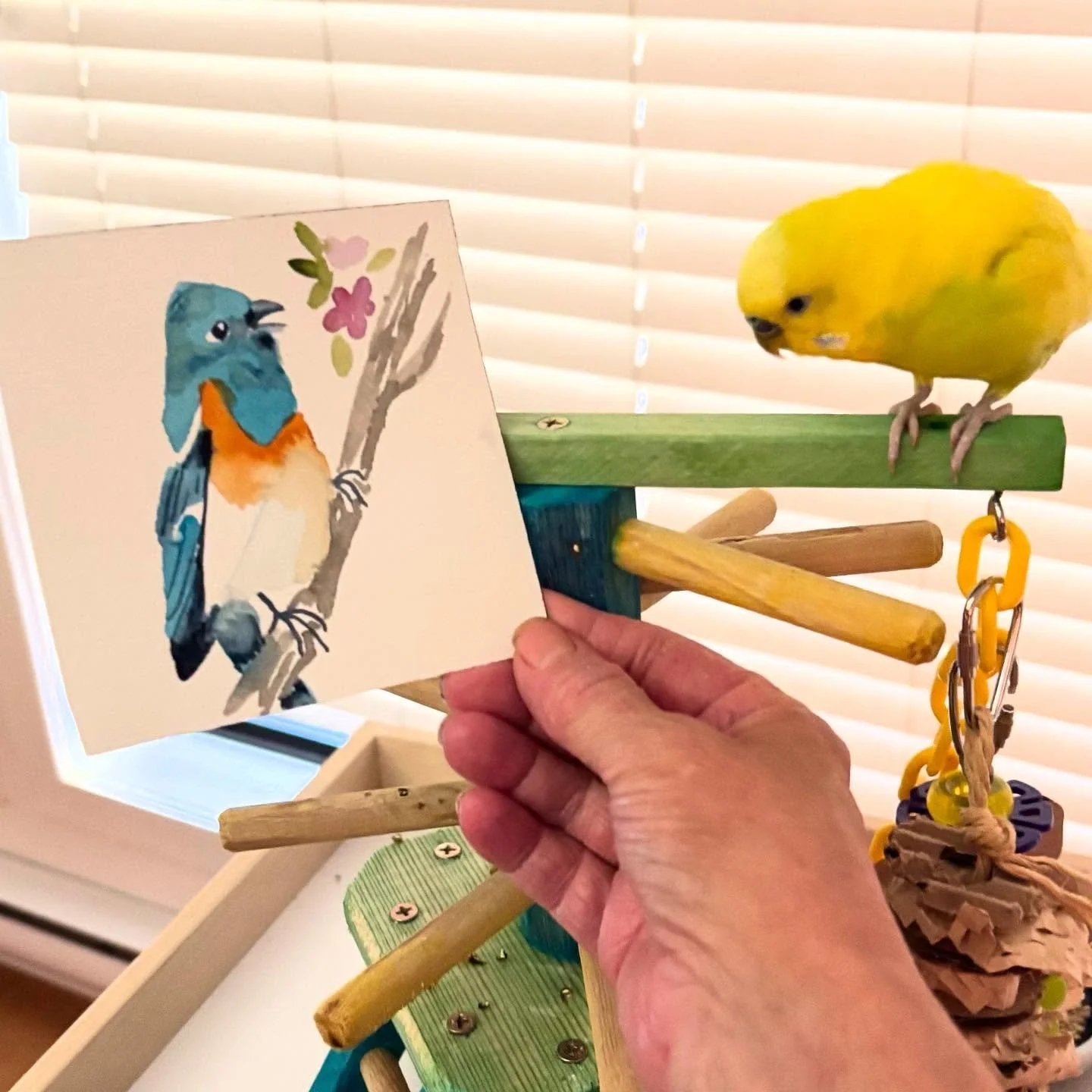 Fred doesn&rsquo;t think much of my mini painting. He thinks it should be him and not this lazuli bunting. #watercolours #watercolorpractice #budgiesofinstagram