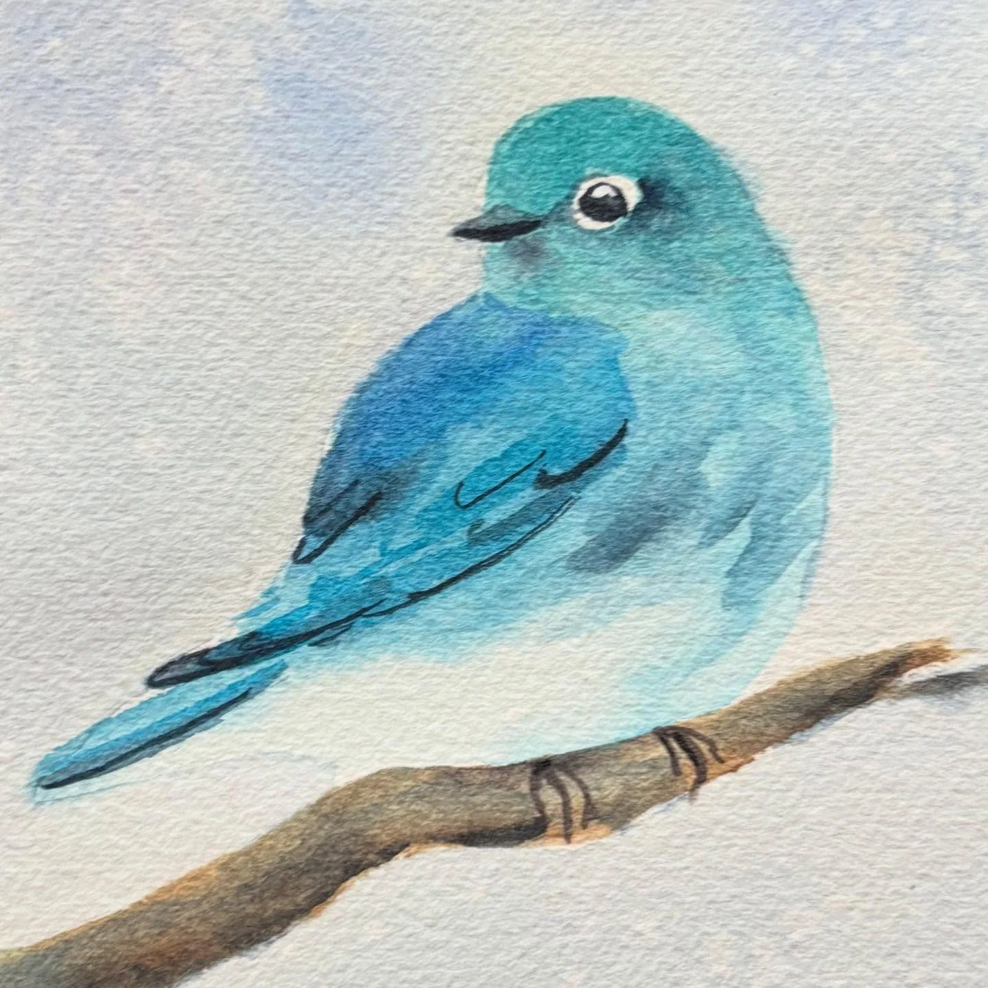 Here is my mountain bluebird for @birbfest.challenge. I have not seen one of these in the wild but I have seen his cousin the western bluebird. They are as cute as you would imagine. 

#watercolorpainting #birdart #birbfest2026
