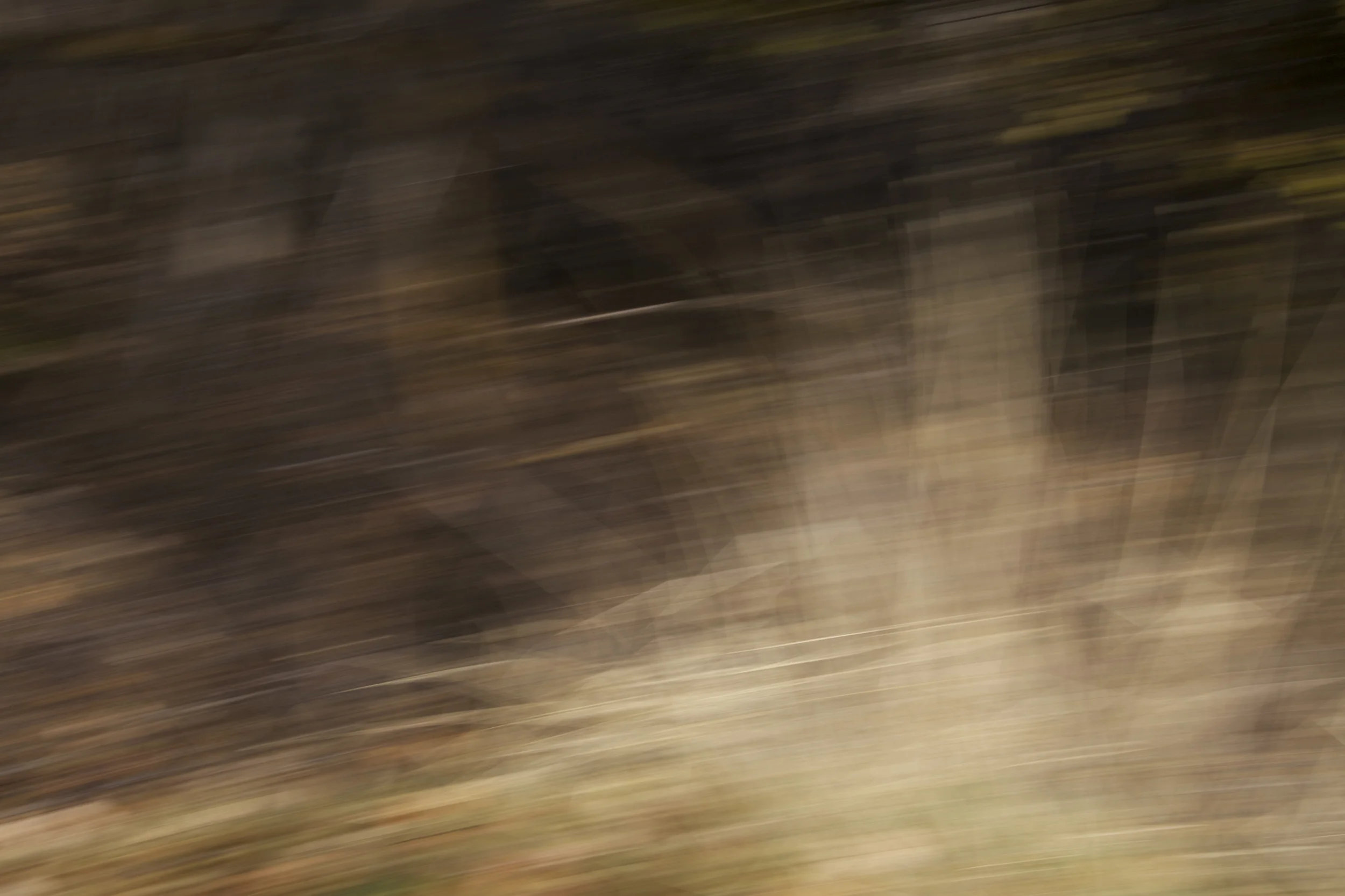 bramble 1, archival inkjet print, 16" x 24", 2012