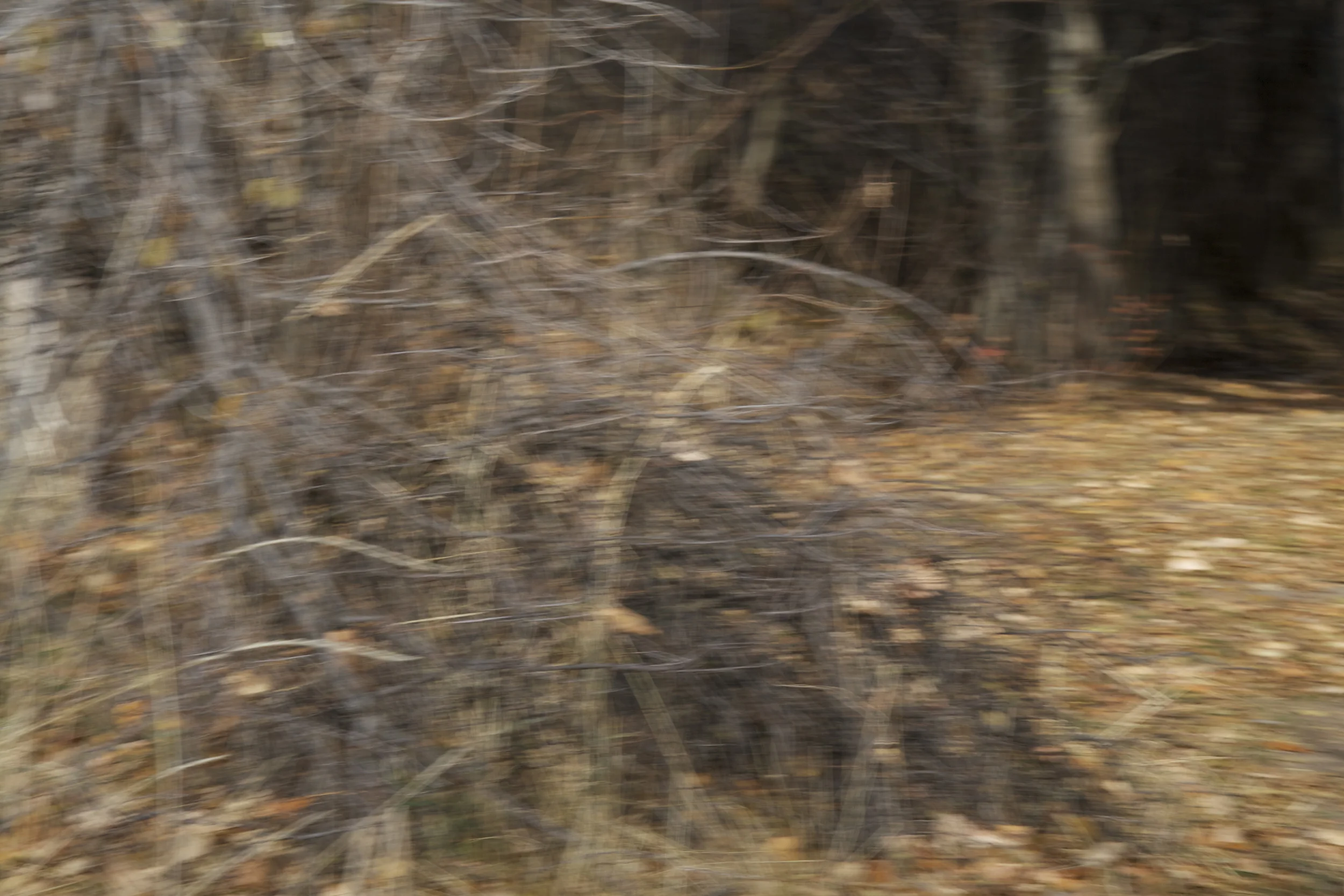 bramble 2, archival inkjet print, 16" x 24", 2012