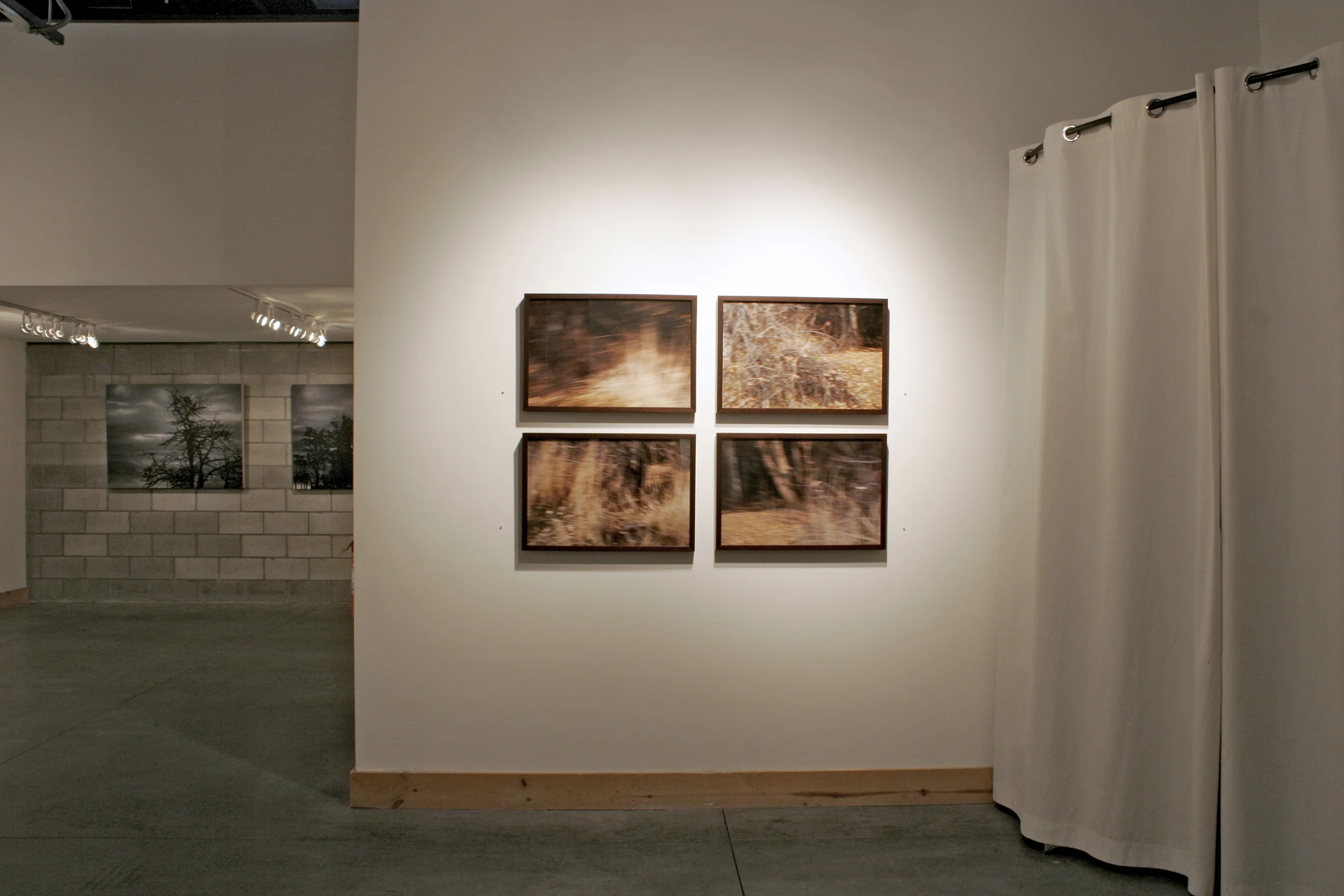 bramble series installation view