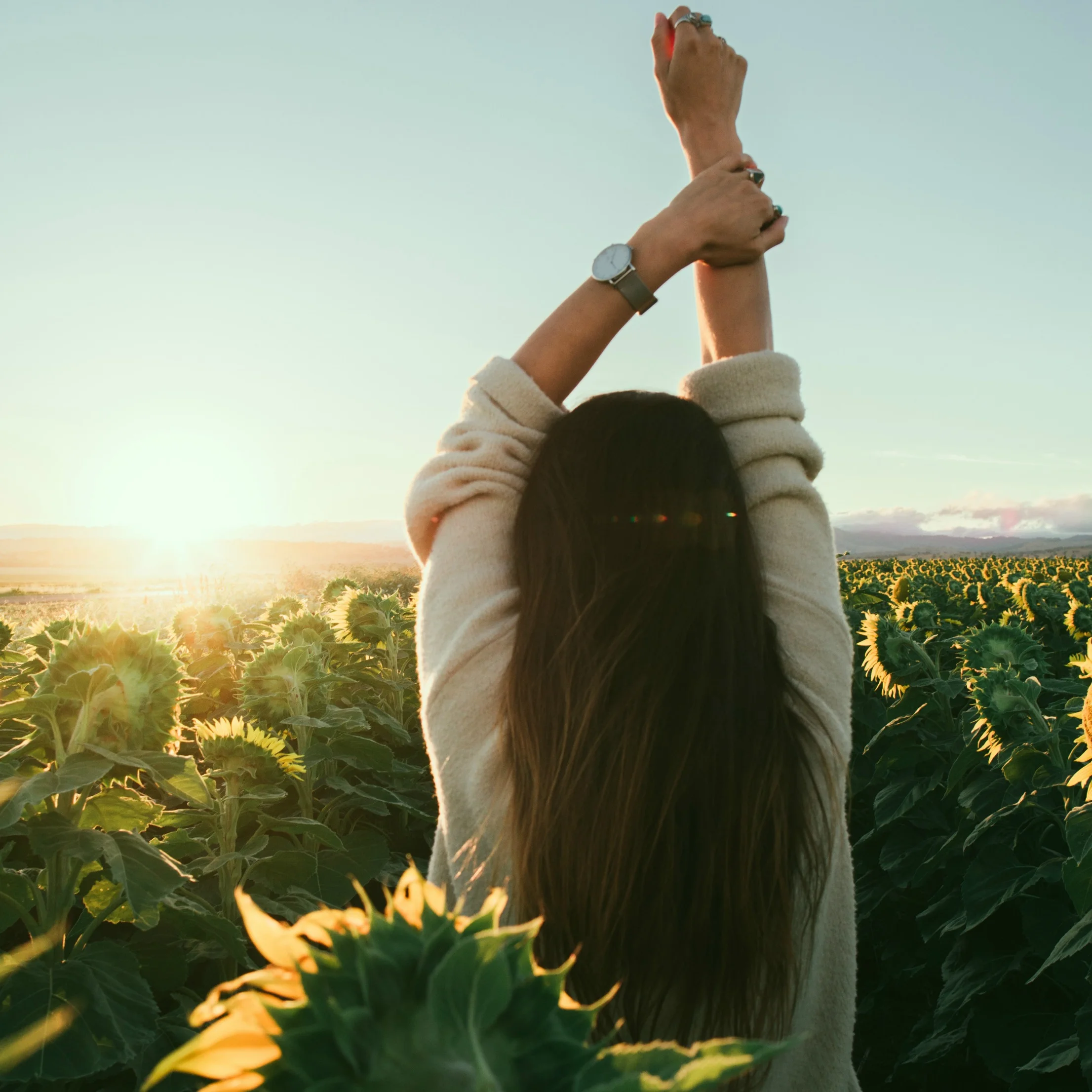 sunflowers_Crop.jpg