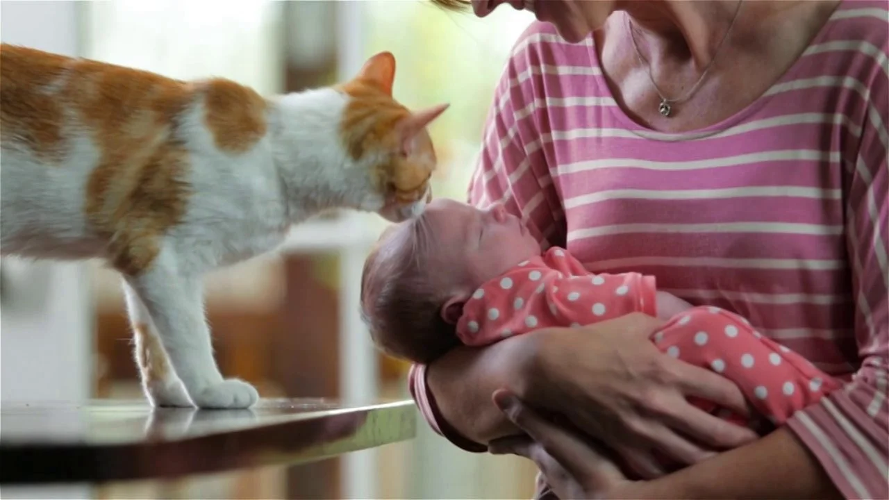 Purina 50th Anniversary – Anthem Video