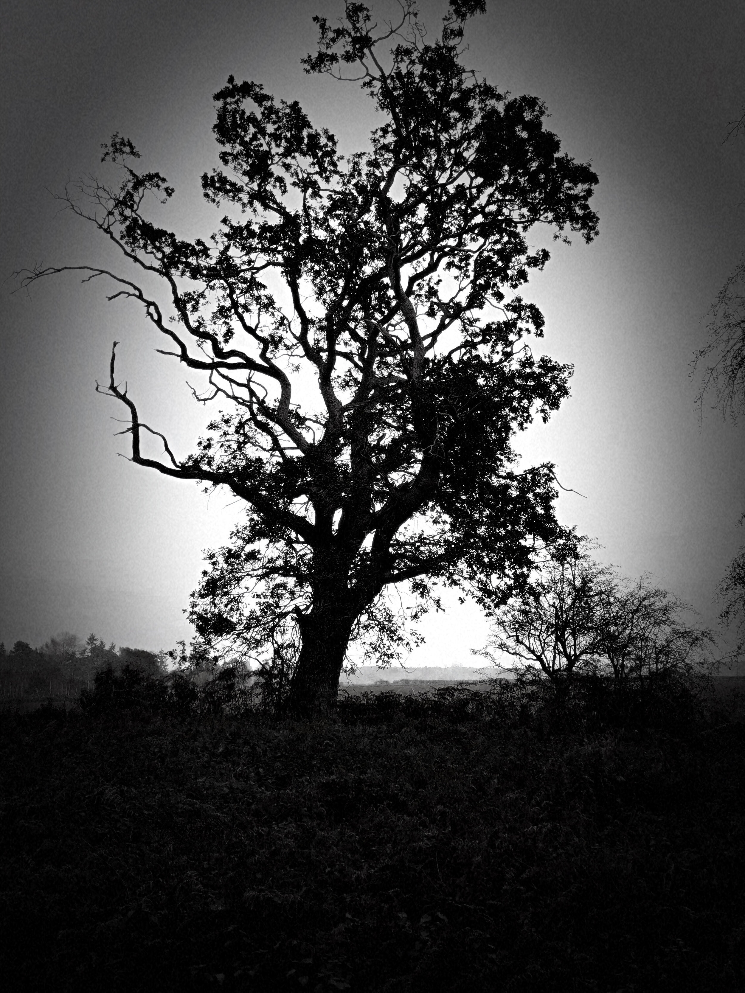 DramaticBlackWhite64302843.JPG