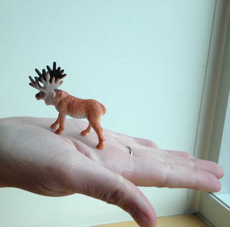 Meet the Moose Whisperer