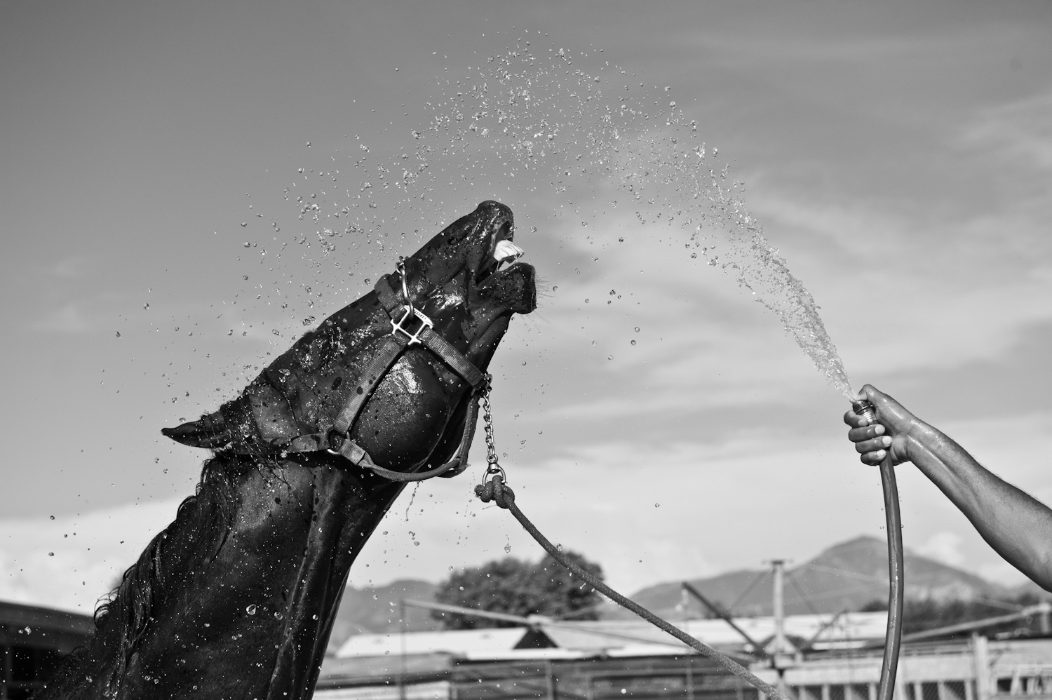 On a hot summer day, Jose Luis Pimentel cools down his horse.