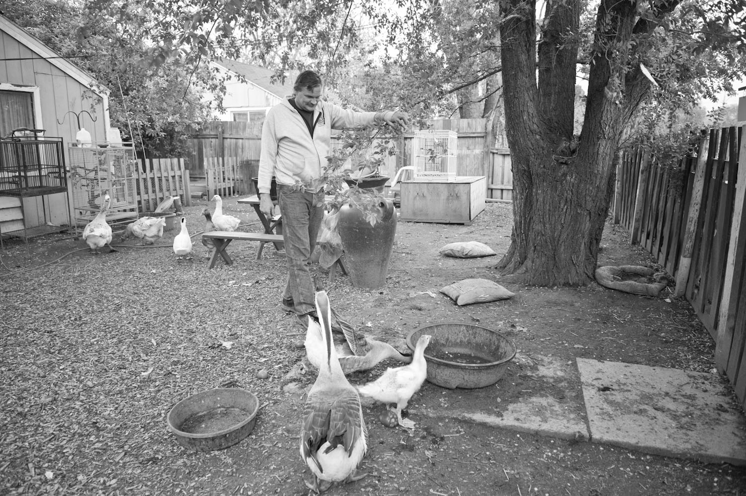 Richard Nowak runs Avian Sanctuary and Protection, a refuge for rescued birds.