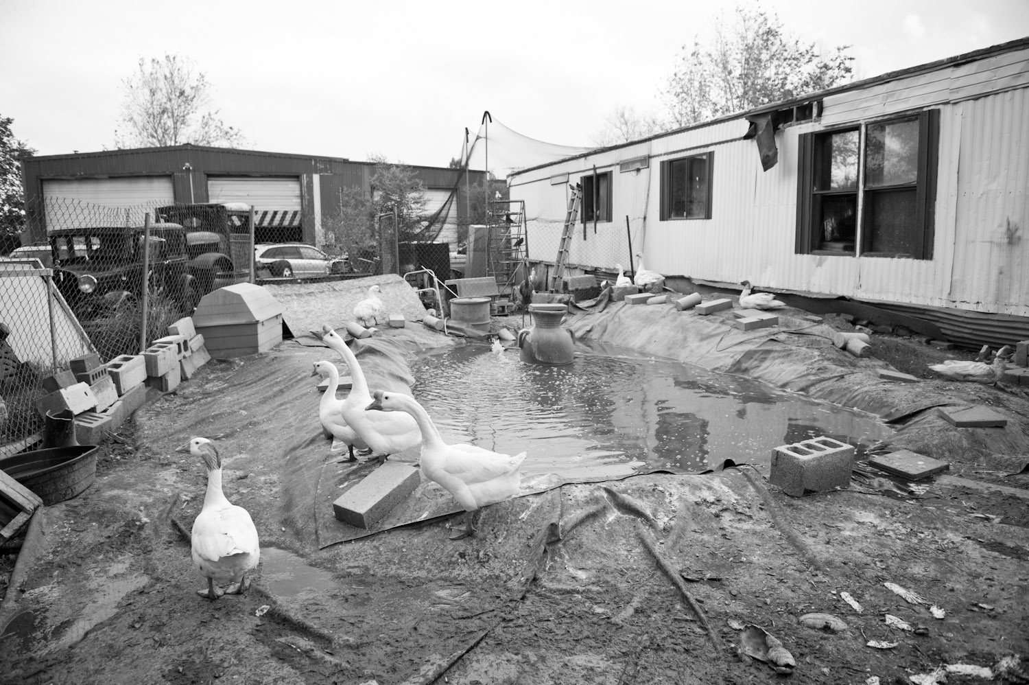 Birds are housed in an old single-wide trailer.