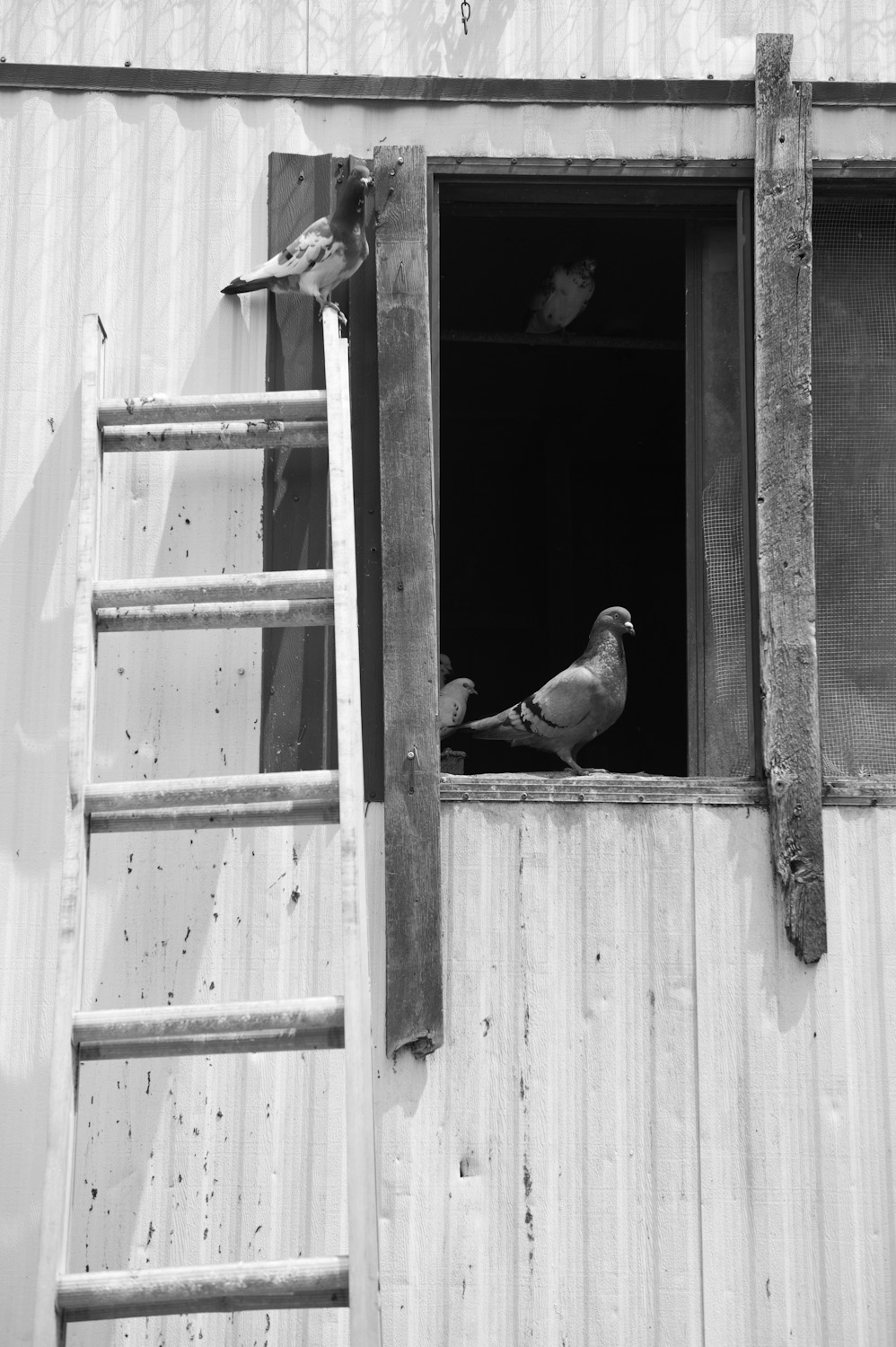 Pigeons rescued by the Avian Sanctuary and Protection.
