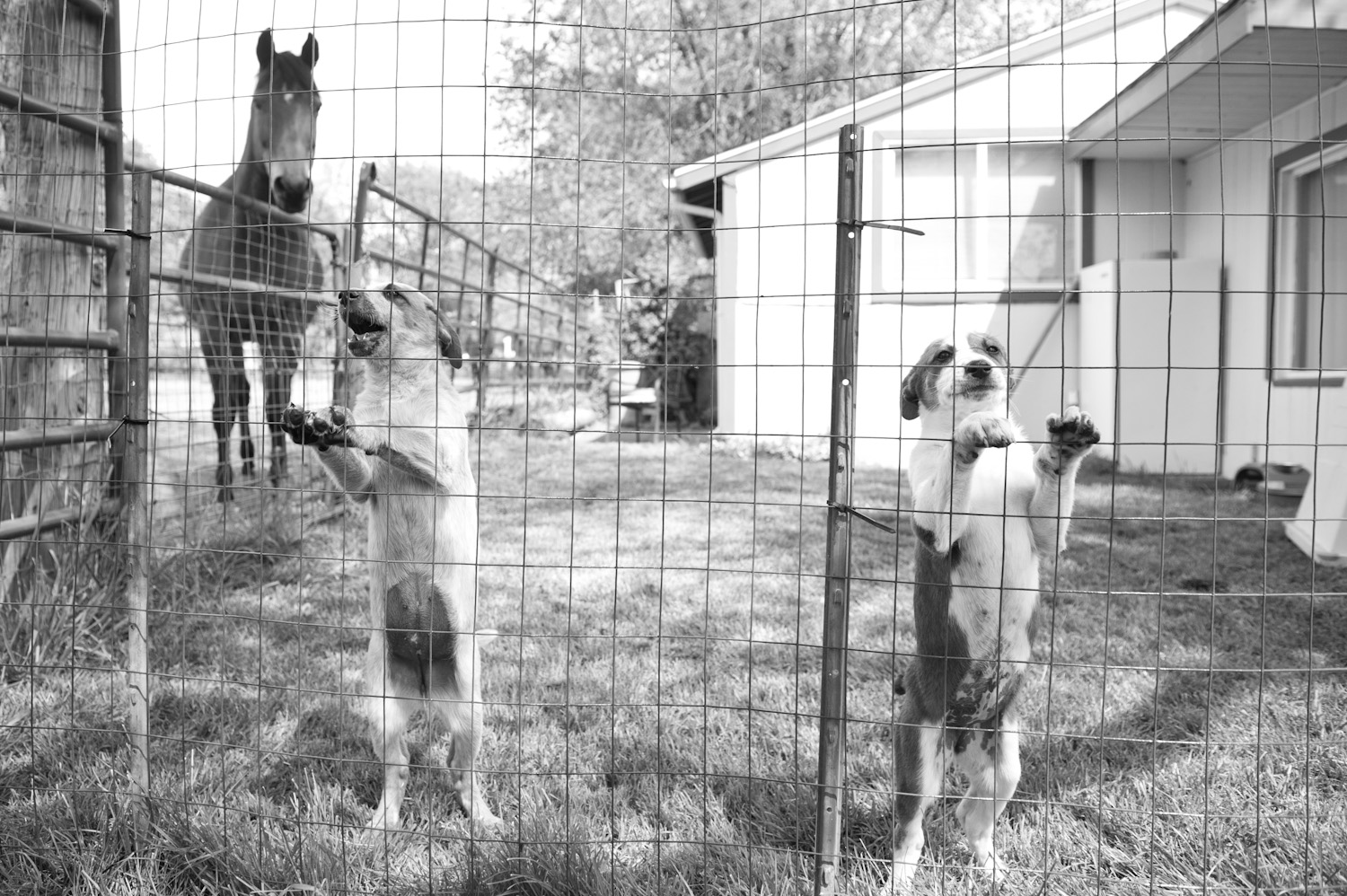  Puppies enjoy the Chesterfield land. 