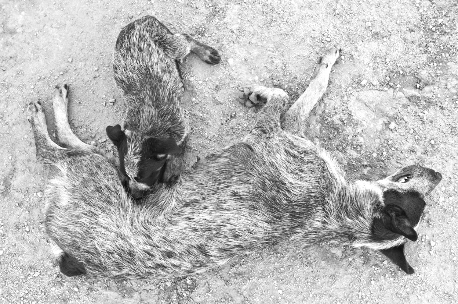 Mother and pup.