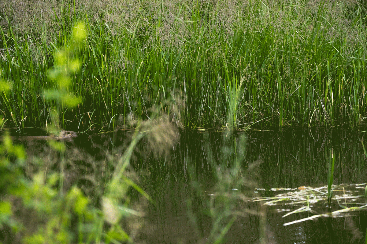 beavers.gif