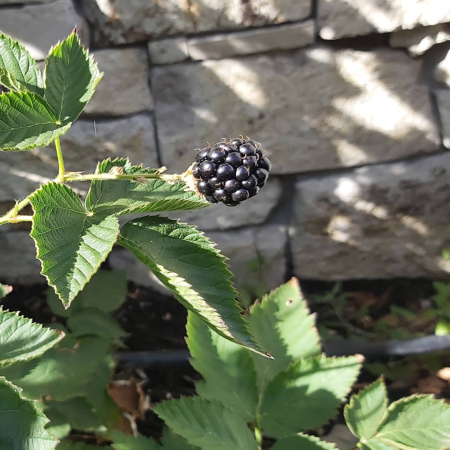 Two years of blood, sweat and pampering and I finally have my first and only blackberry!
#drgreenthumb #massiveyeilds #gardeningforthesoul