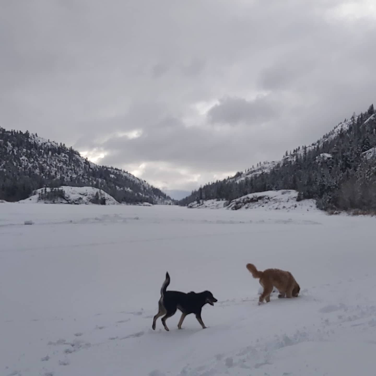 Nice boxing day hike and hangout with these beautiful people!