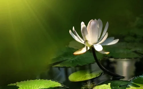 no mud, no lotus.jpg