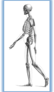 Osteoporosis Prevention