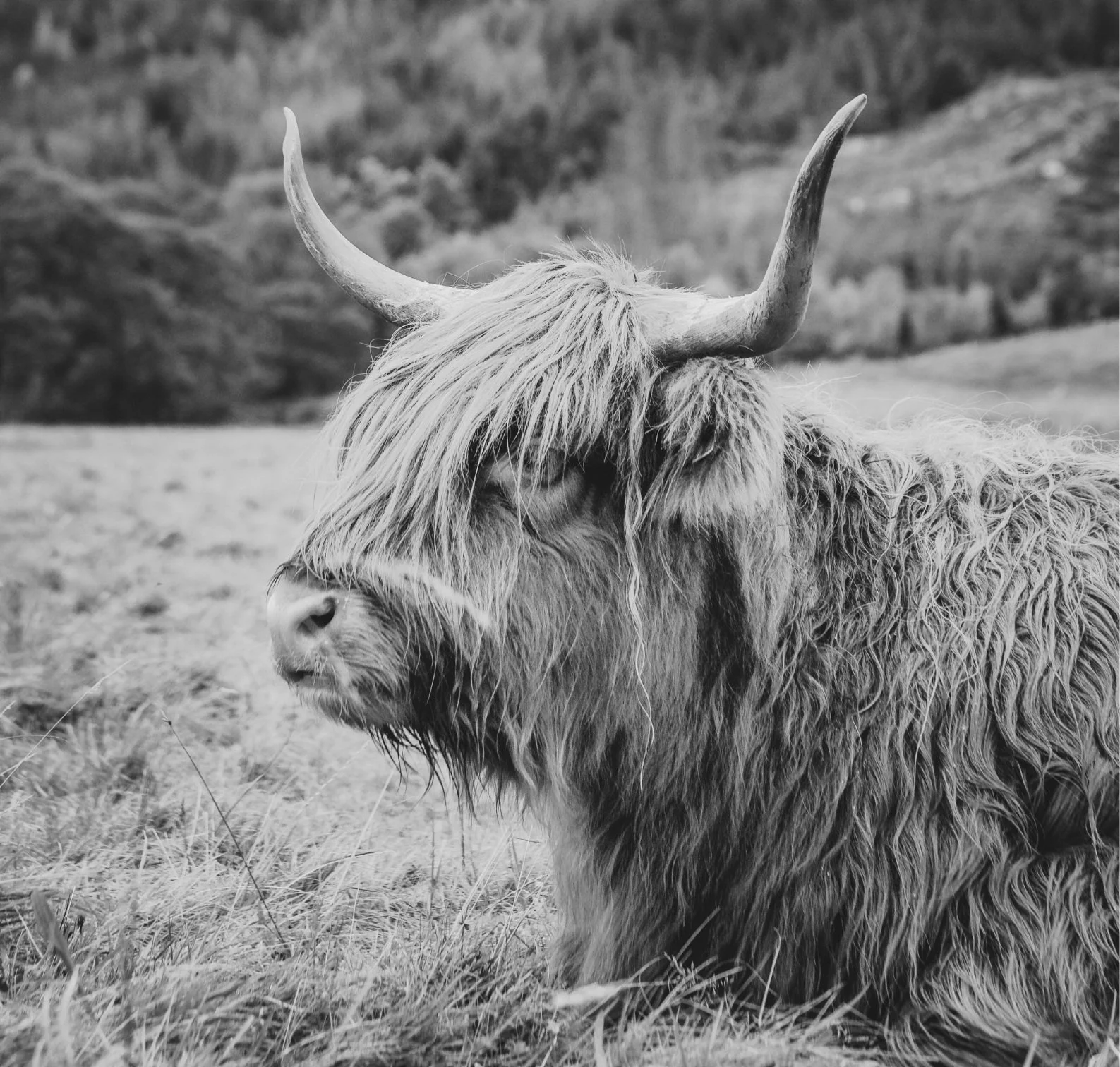 Brigadoon Scotland | Remote 2025