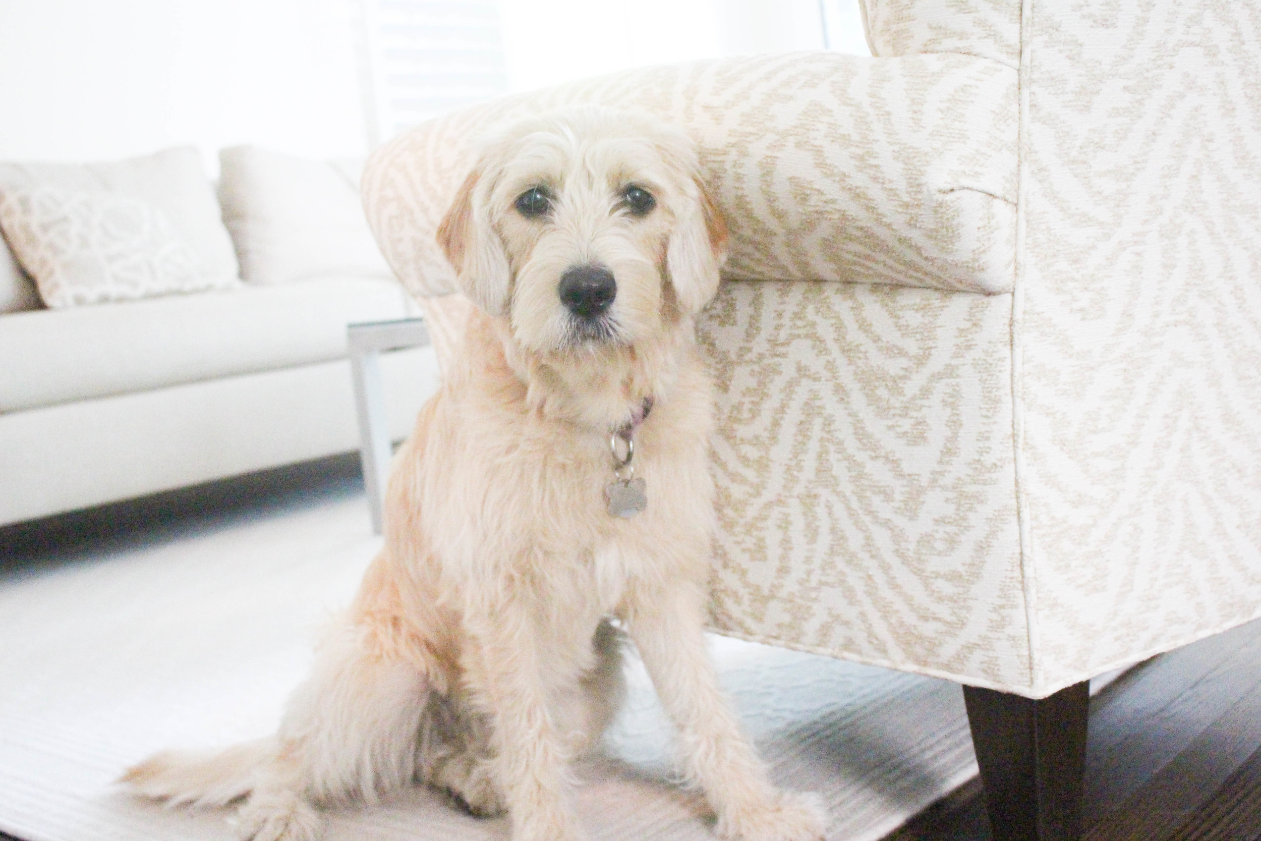 Paisley, my sous chef, is just as sweet as the treats on the table.