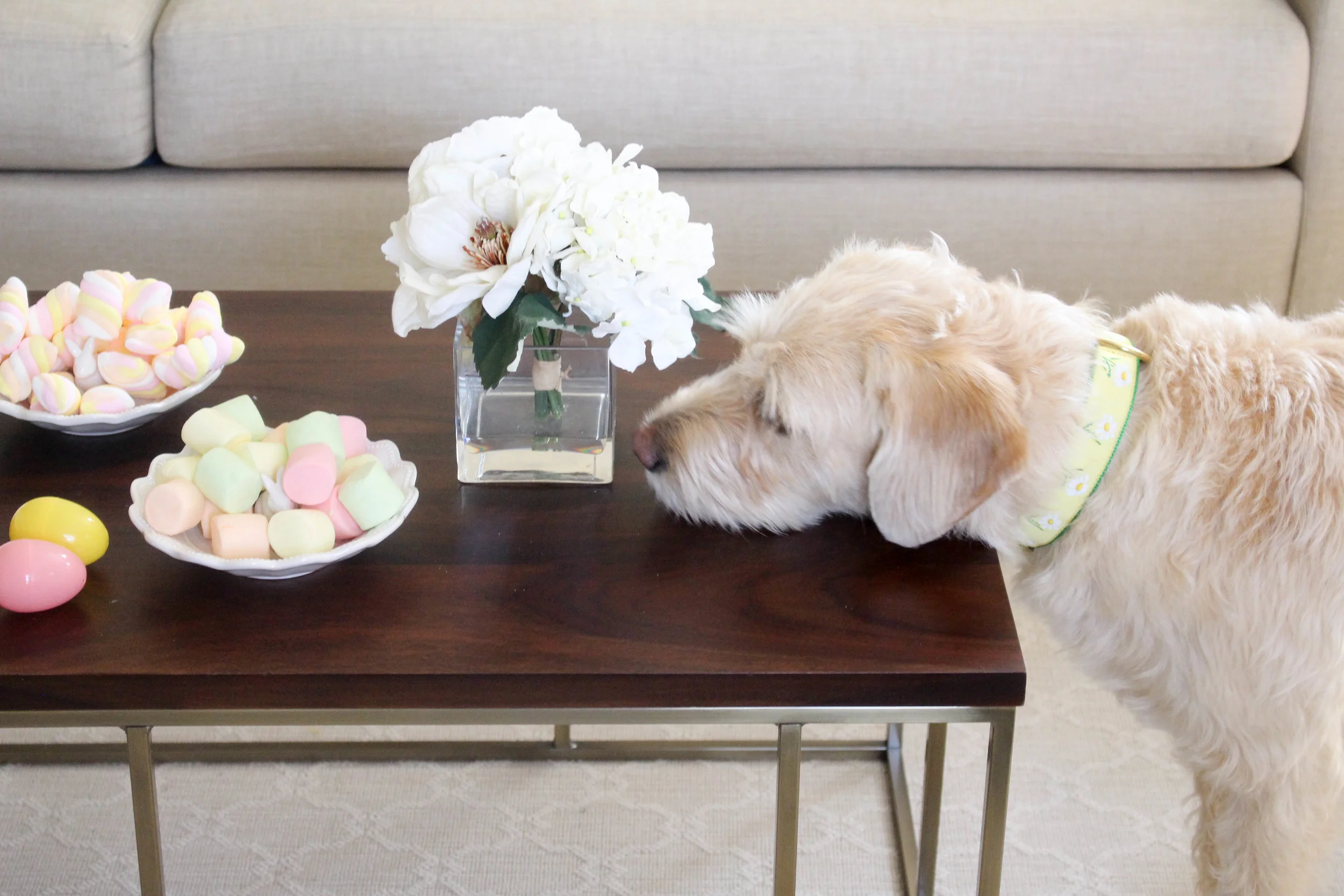 Paisley would like a marshmallow. Check out her adorable Miss Porter's Daisy Collar