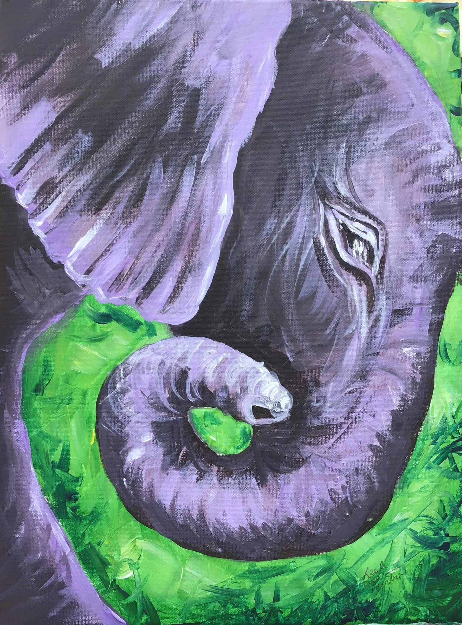 Baby Elephant.jpg