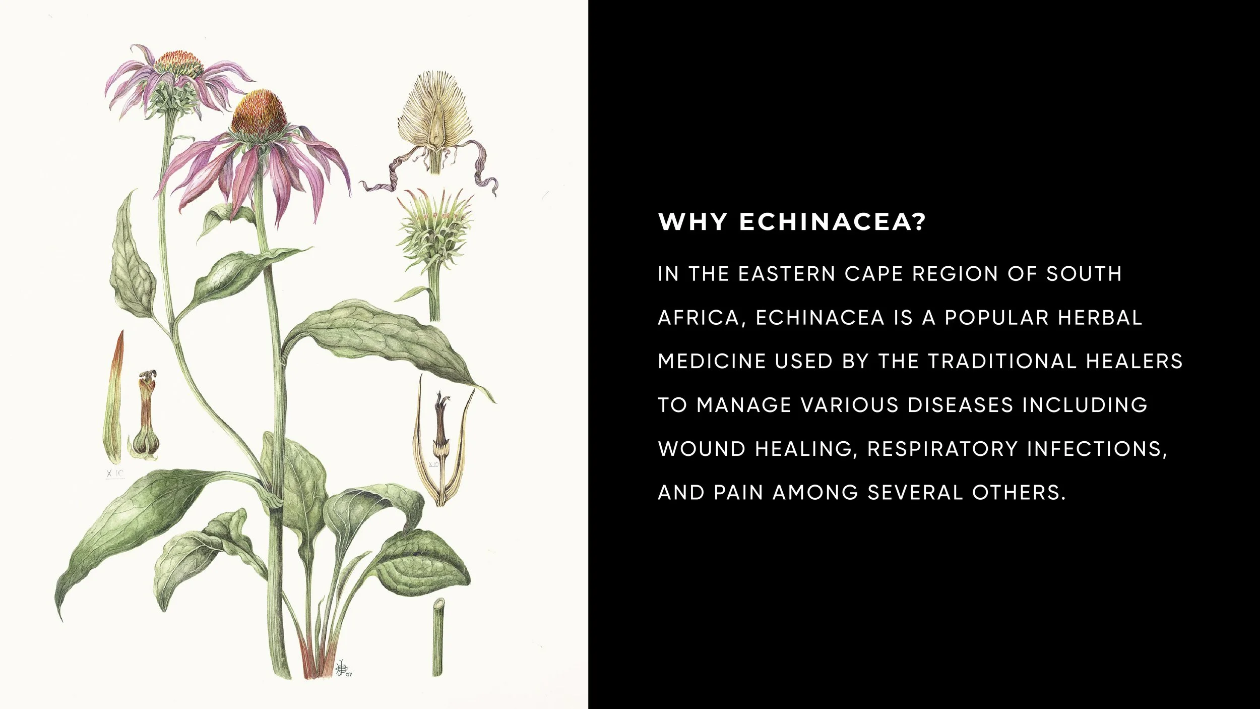 MINDFUL METANOIA_BRAND GUIDLINES-03.jpg