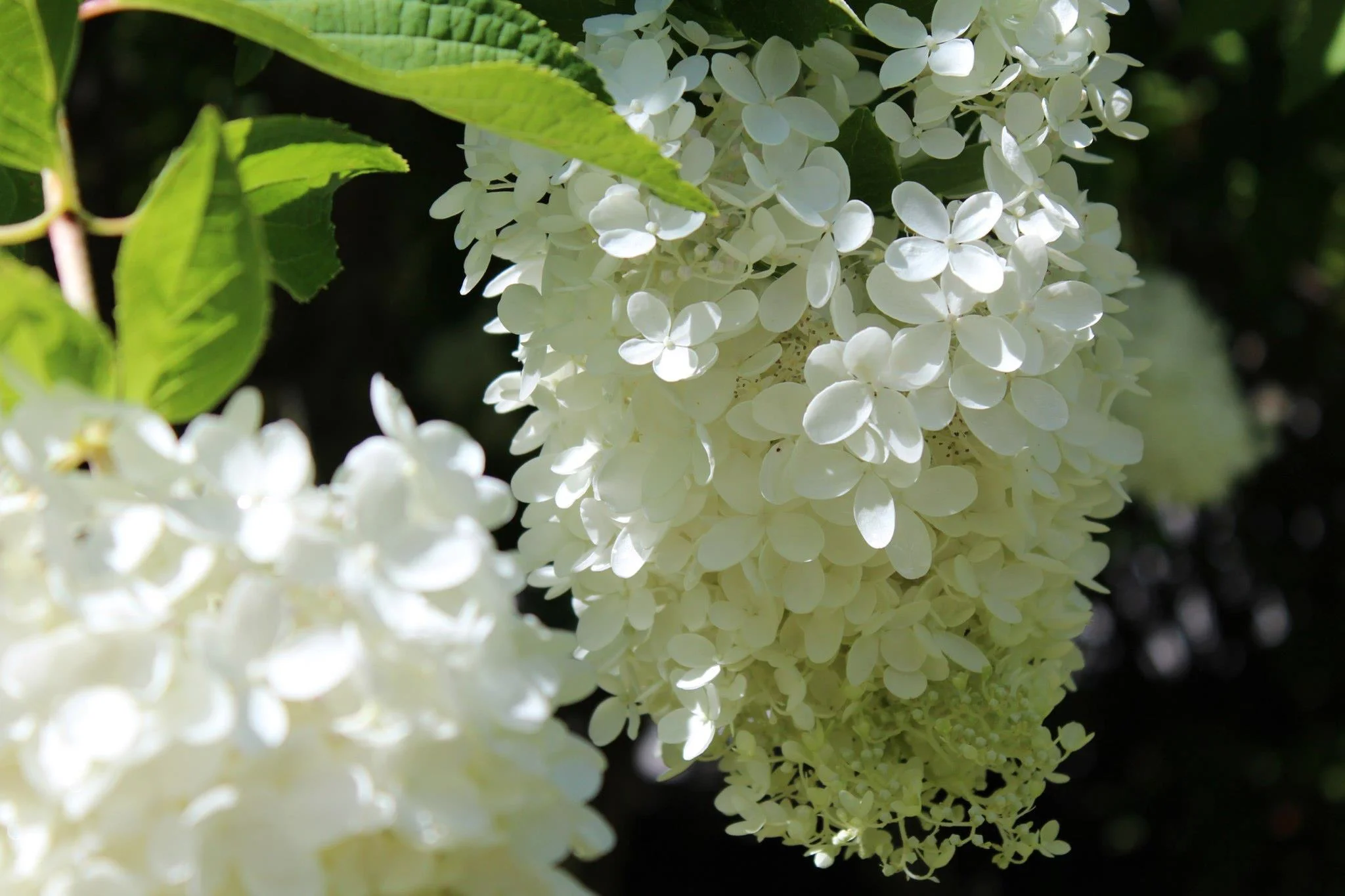 HydrangeaCoverPic.jpg