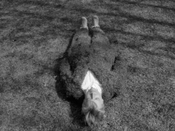 Ann Carlson