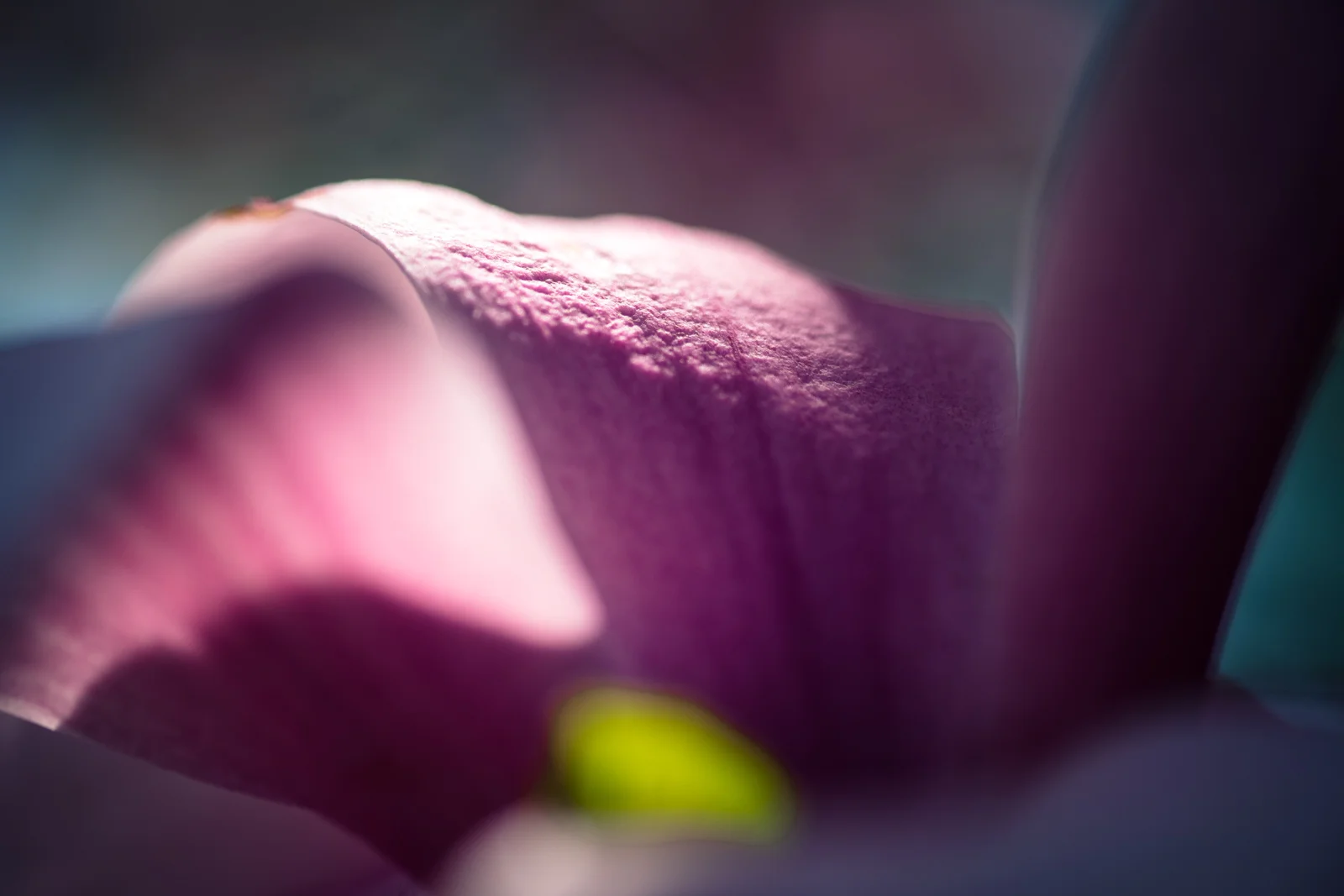 DSCF7455.jpg