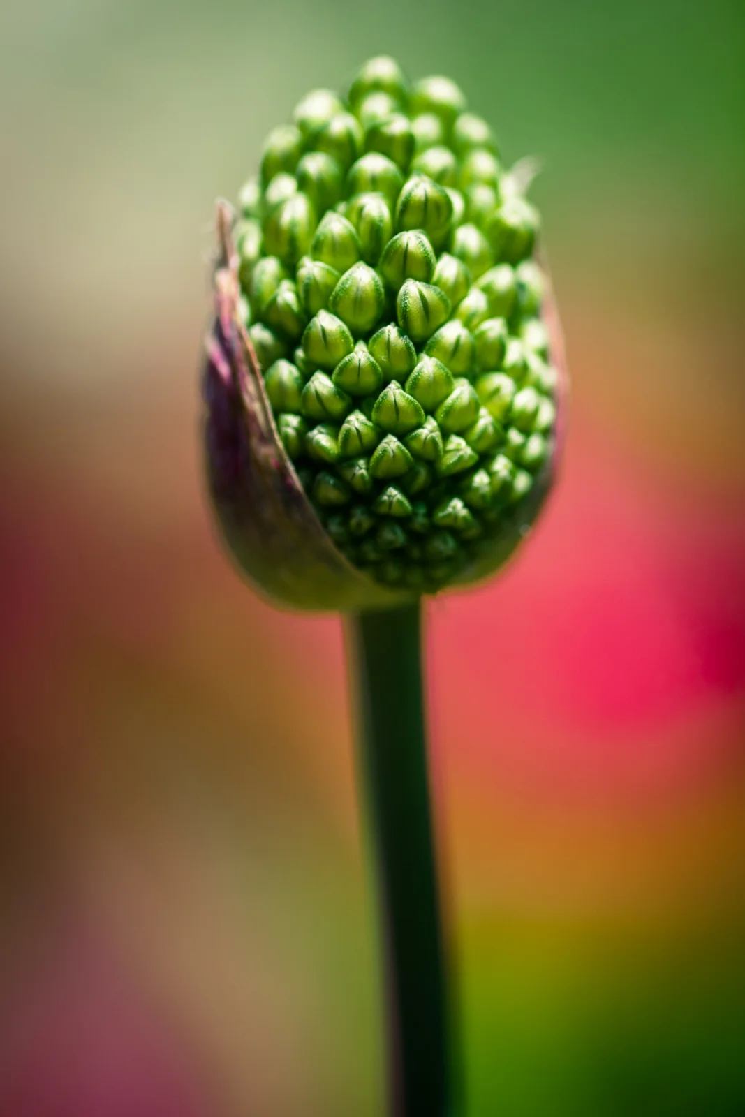 DSCF7683.jpg