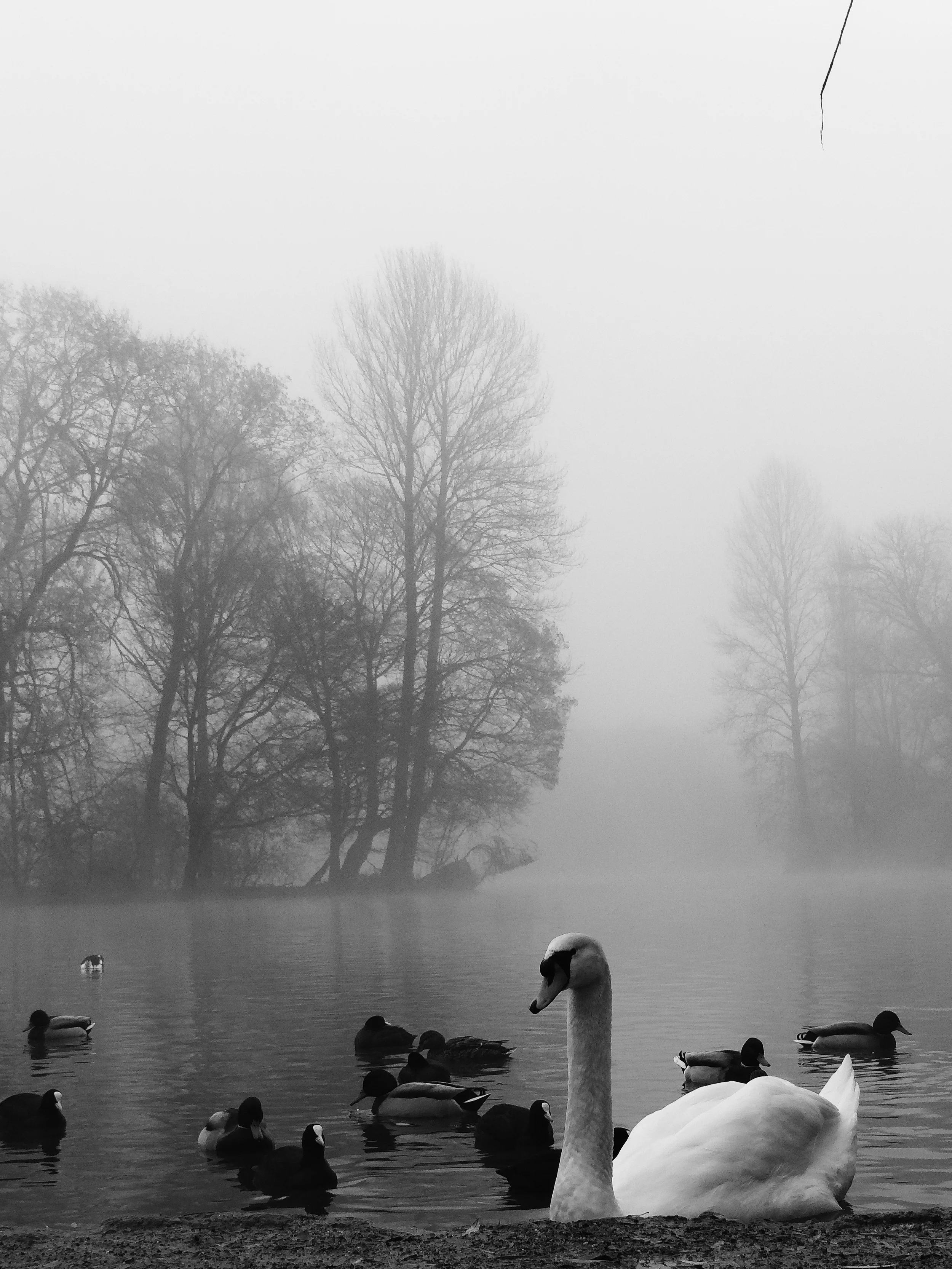 Swan Lake.jpg