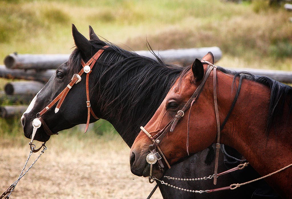 the-bridle-shop-home-img7.jpg