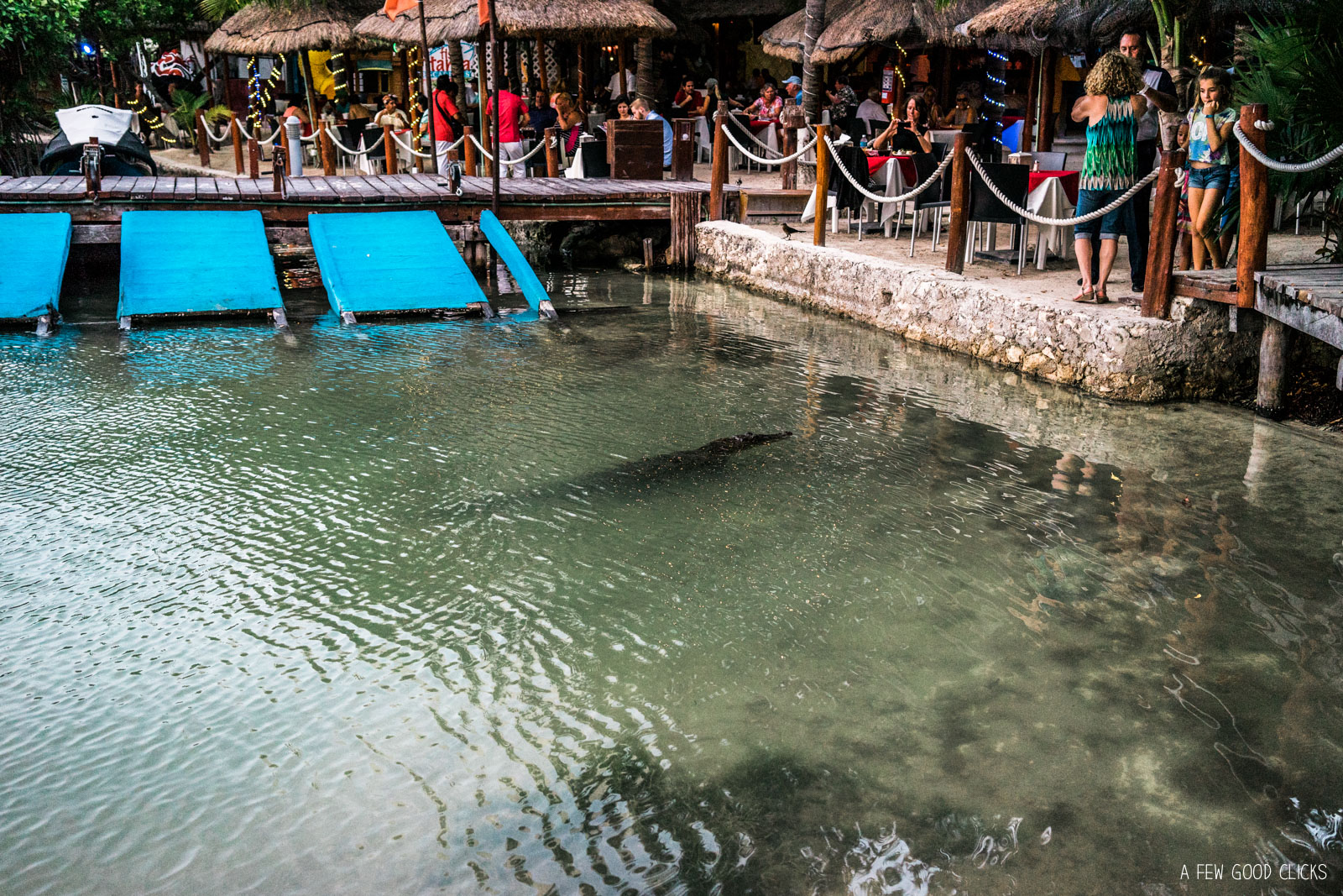 Crocodile in the Nichupte lagoon