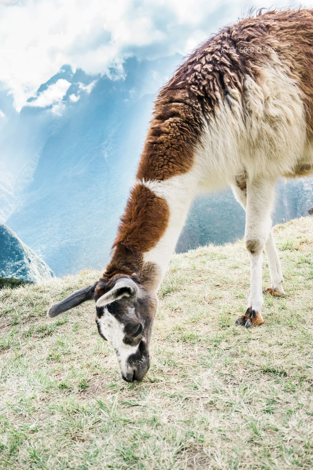 Llama on the top of Machu Picchu