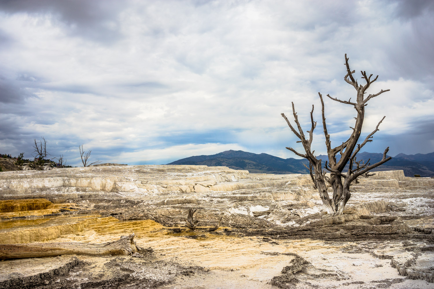 Yellowstone landscapes