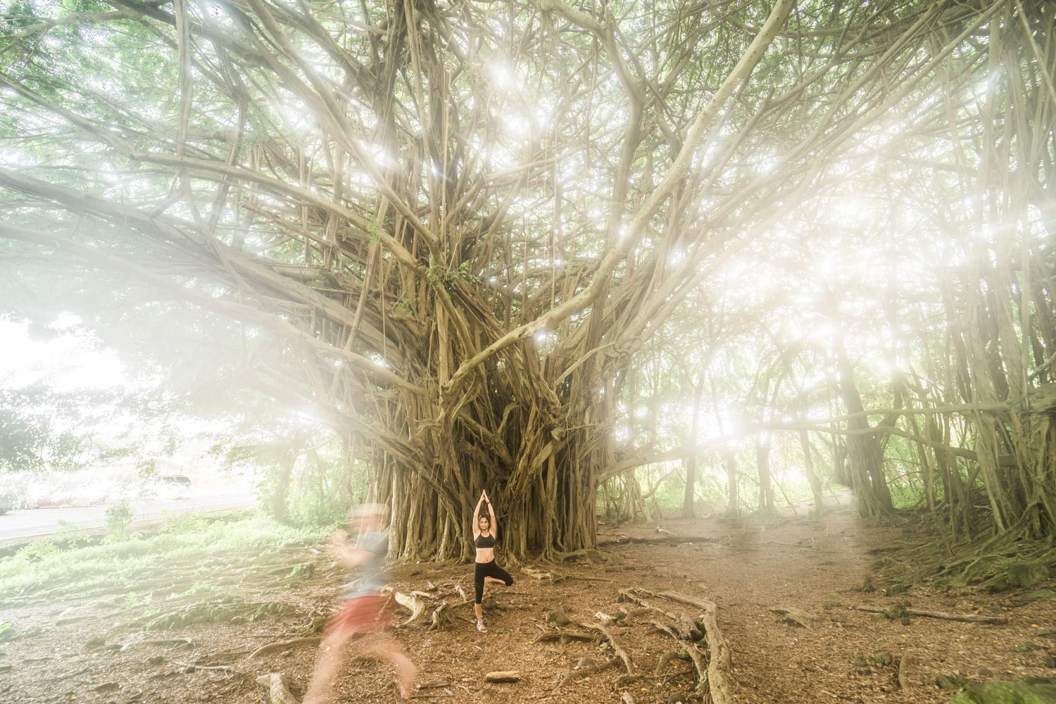 banyan-tree-yoga-pose-rainbow-falls-hawaii-landscape-photography-by-afewgoodclicks-net-10.jpg