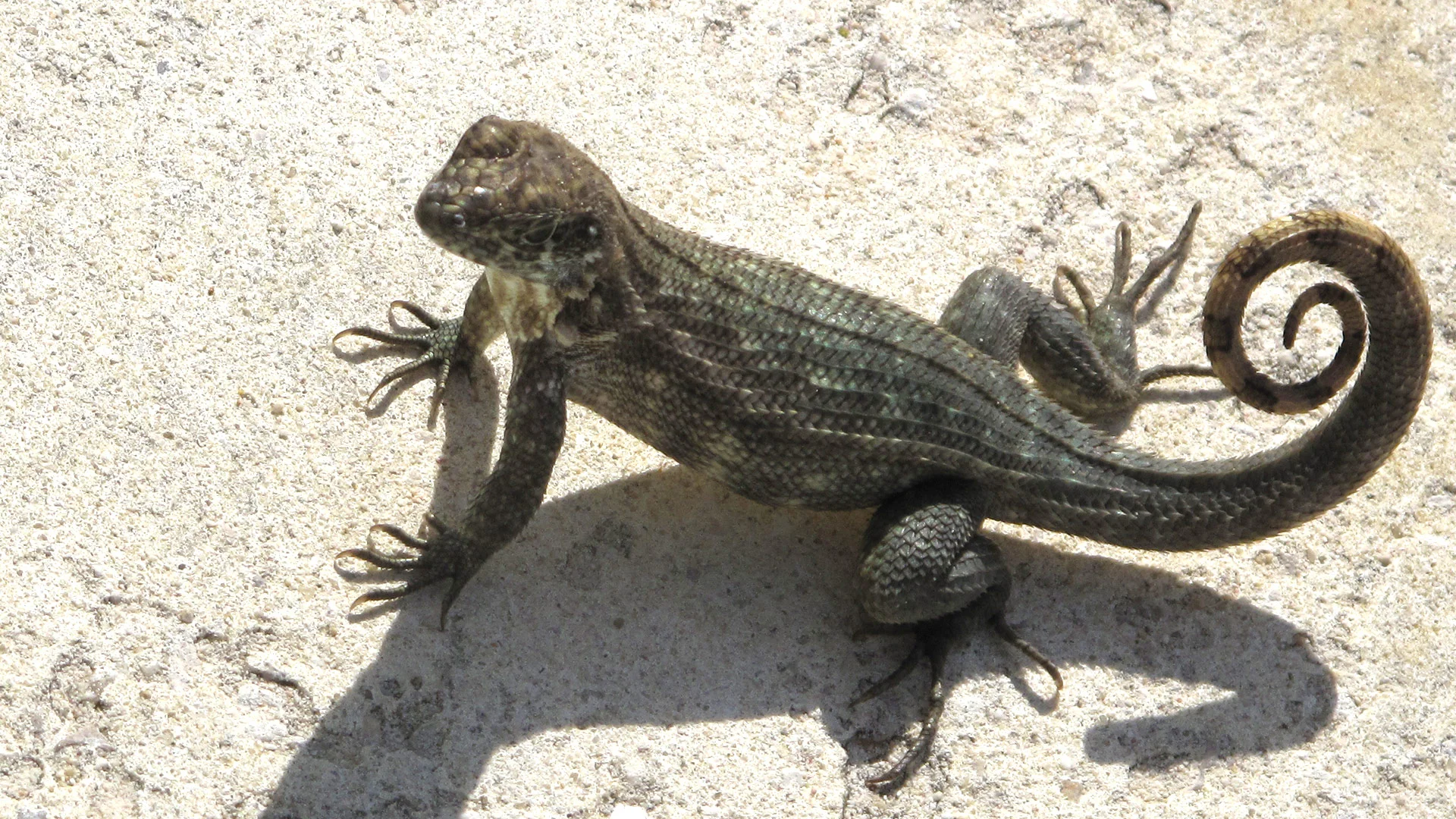 lizard.jpg