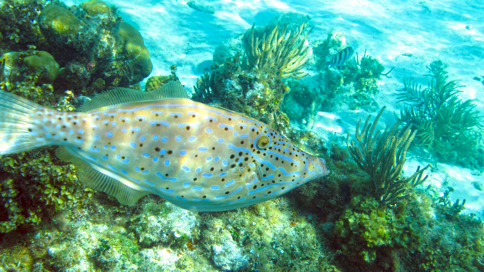 fish.jpg