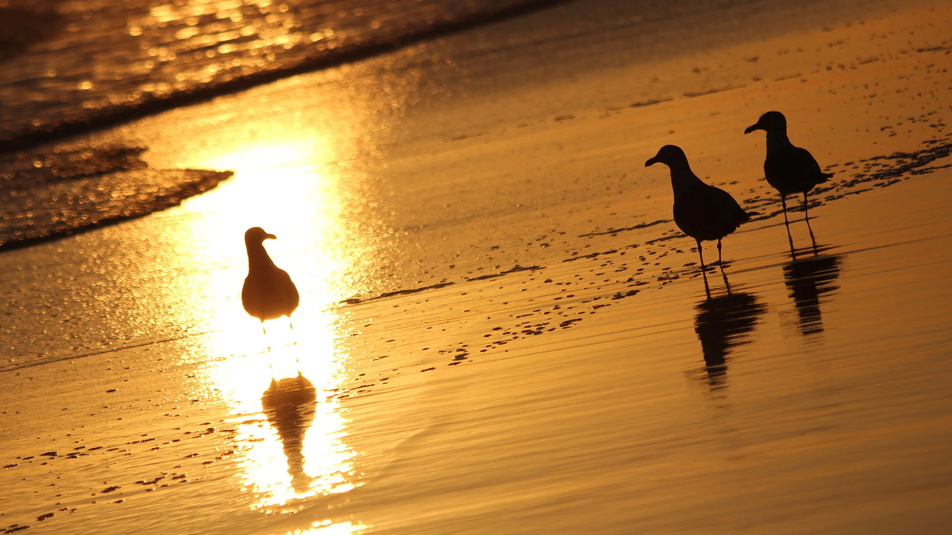 seagulls.jpg