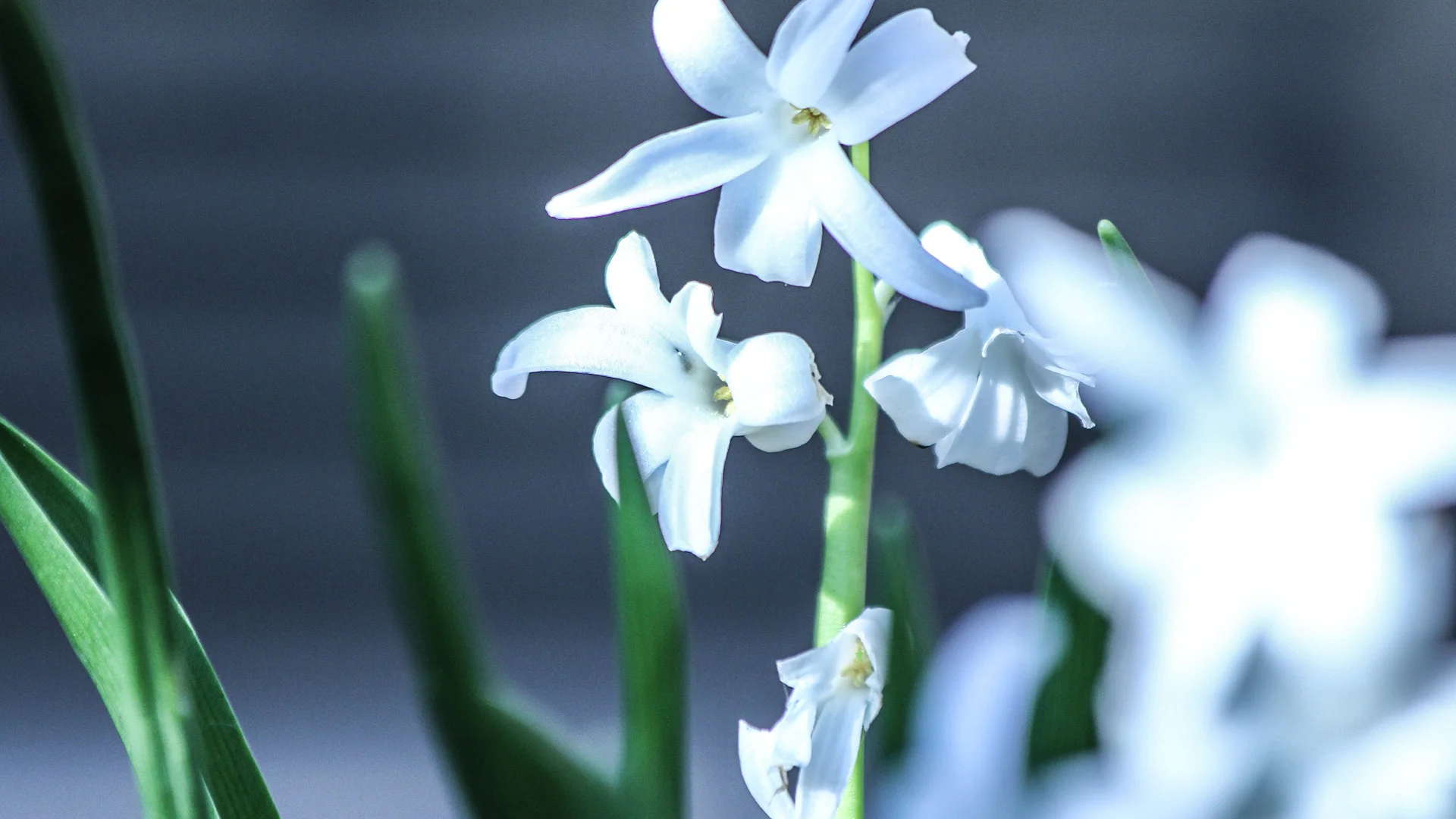 flower.jpg