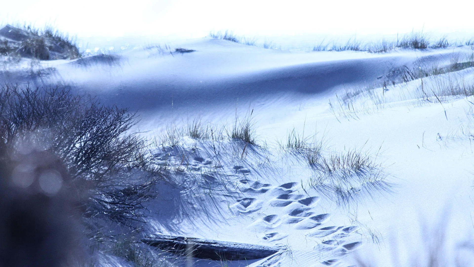 footprints.jpg