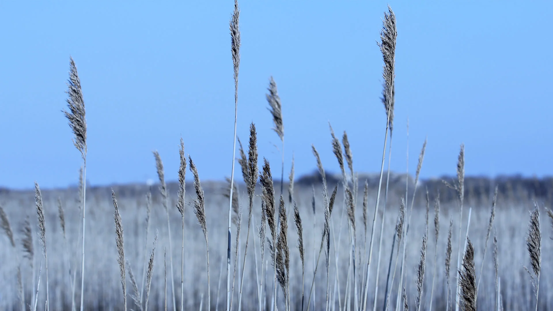 reeds.jpg