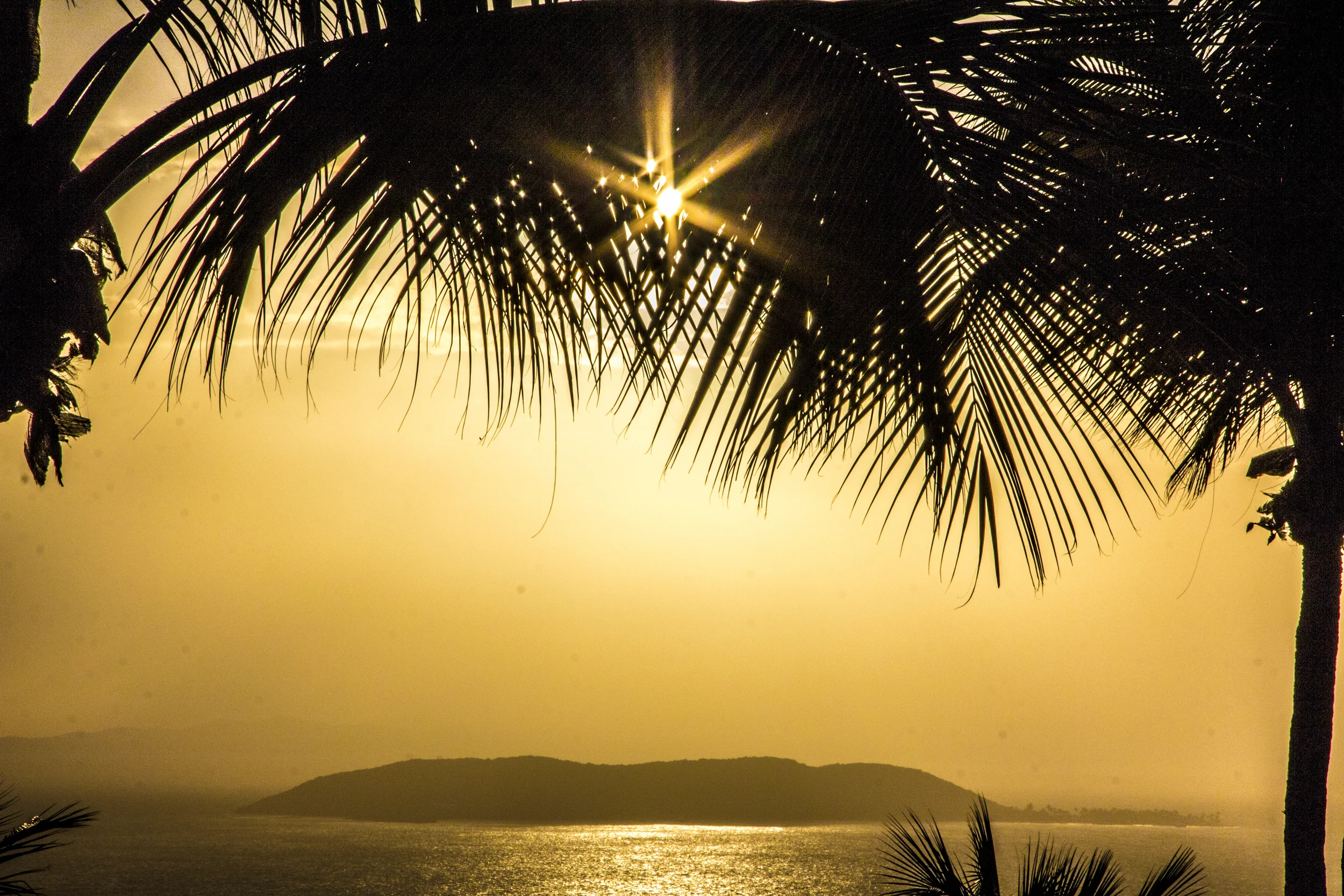 Palomino sunrise.jpg
