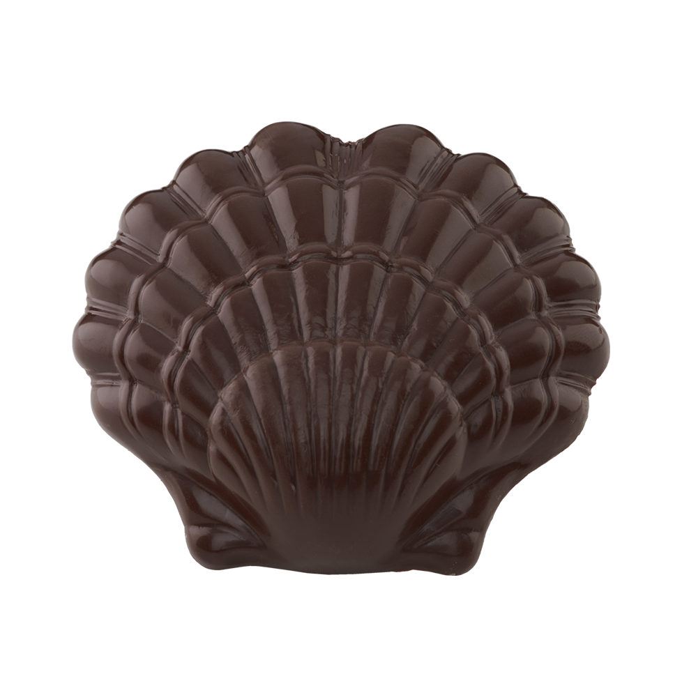 Scallop Shell