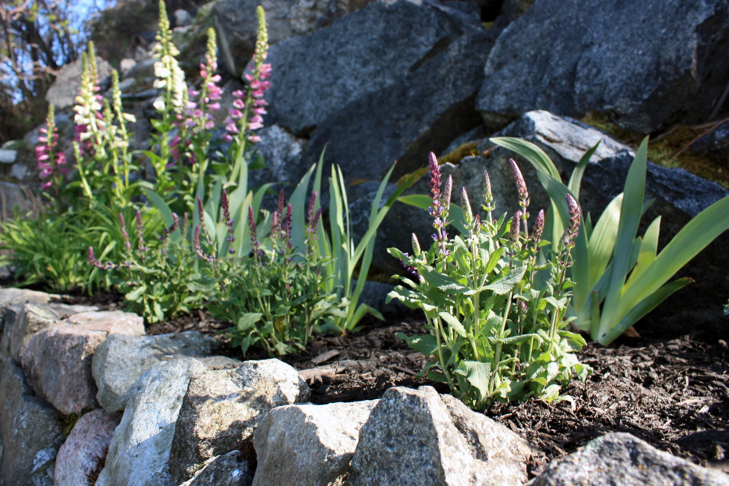 Raised Garden Bed 12.jpg