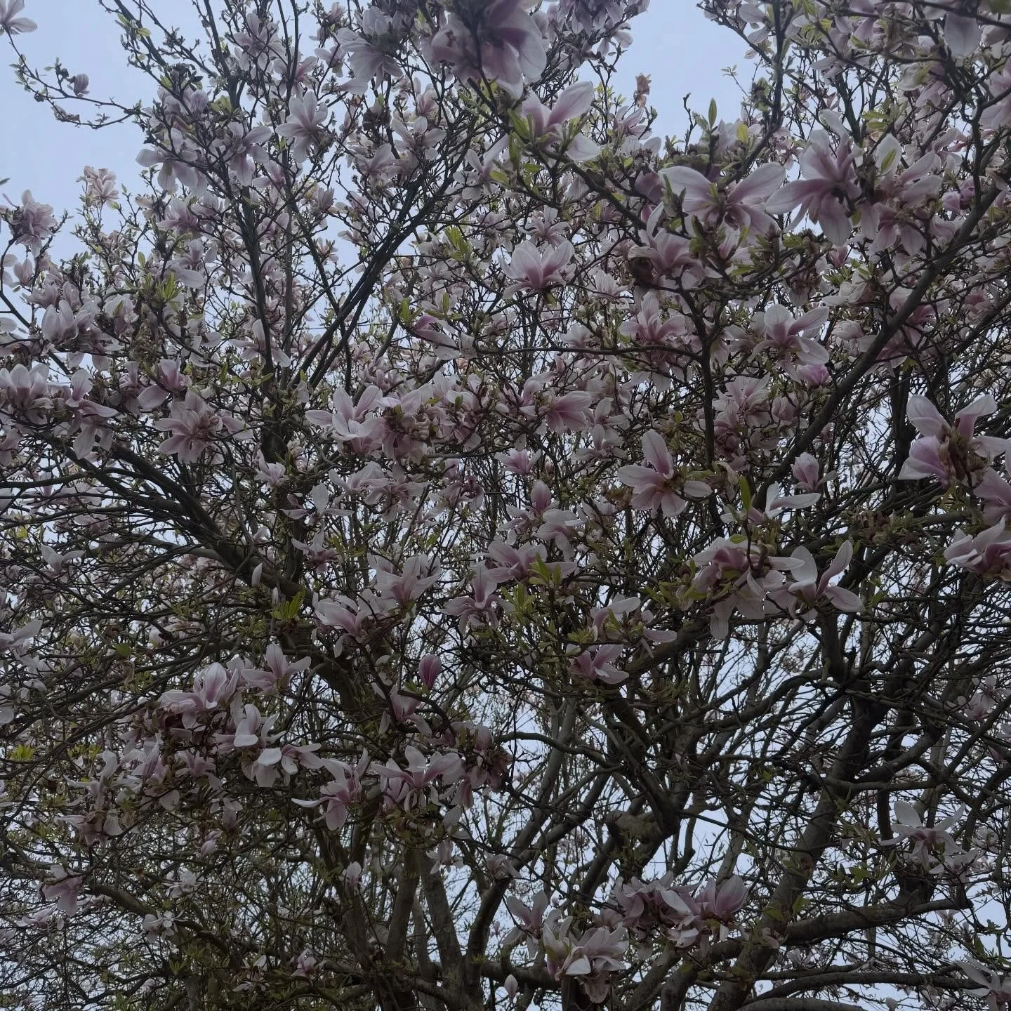 In full bloom&hellip; because the little rituals matter 🌸