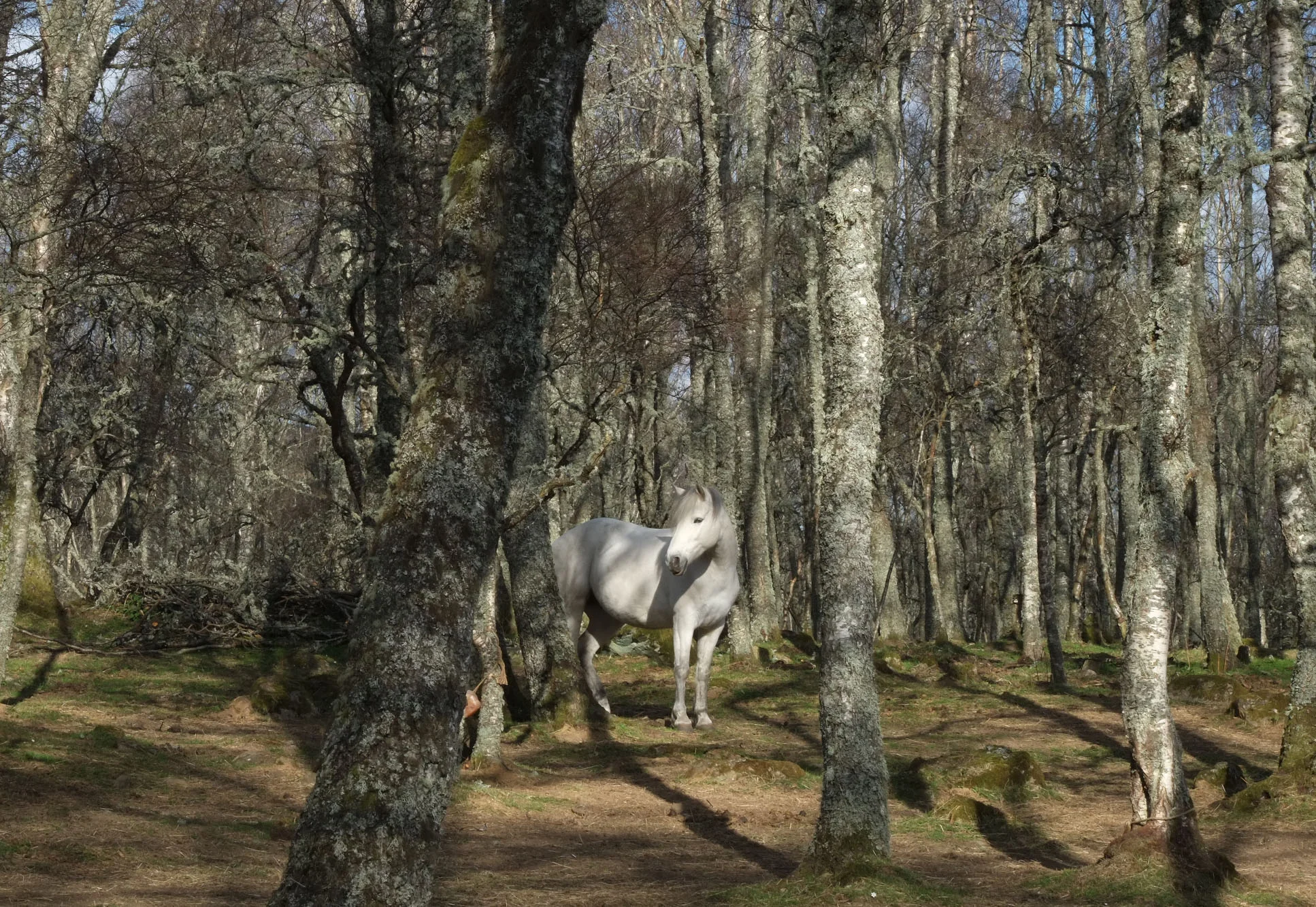 A wonderful moment on a woodland walk with friends from Aberdeen.