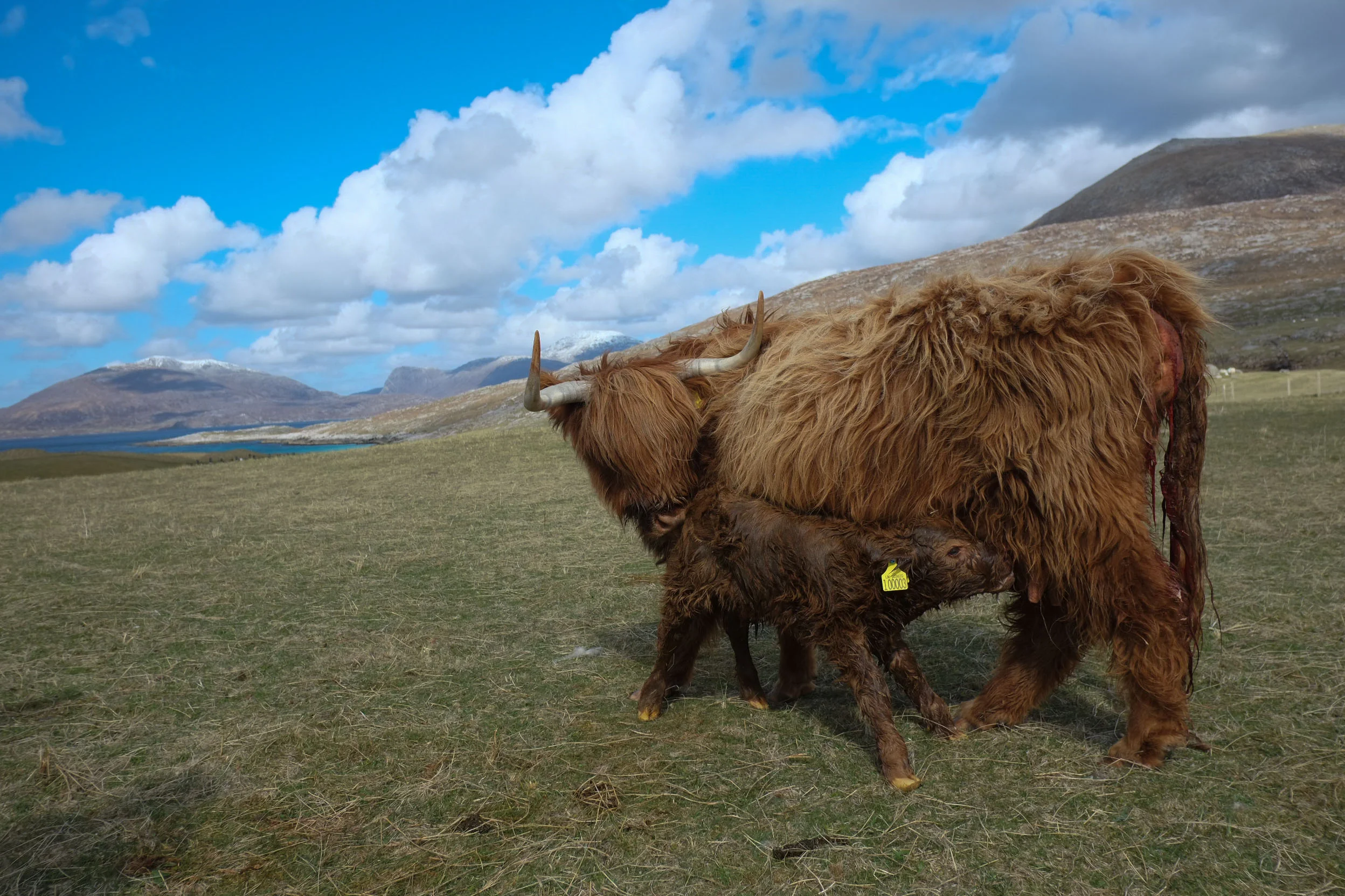 On a walk, just inland from the dunes, I chanced upon this highland calf being born, licked fluffy, take his first steps and feed; all within half an hour! What a gift.